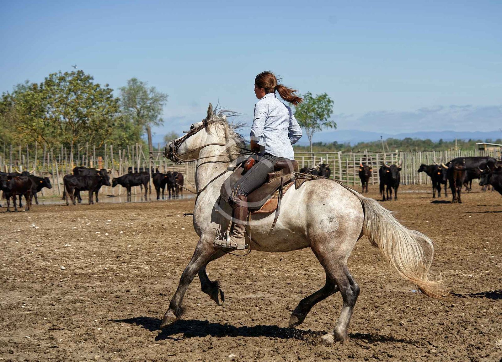 Equine Nursing Unit