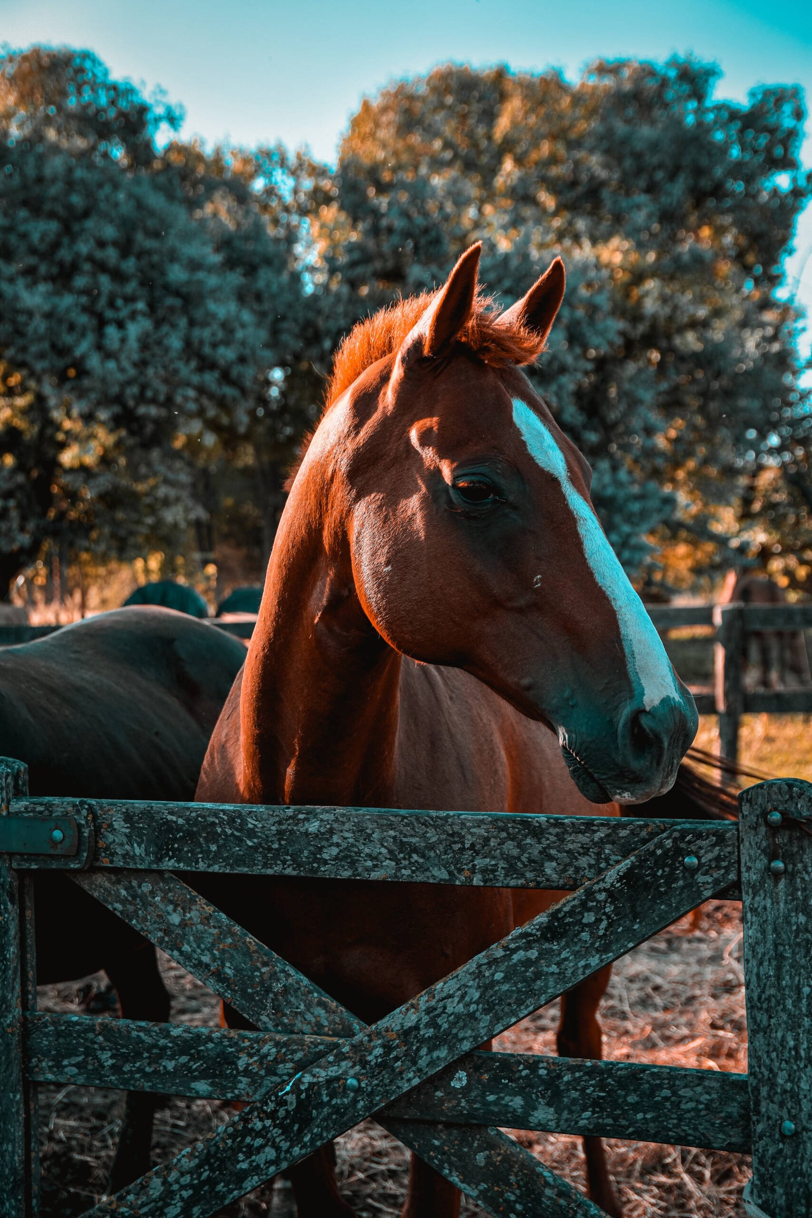 Vertical shot of horses on the barn Vertical shot of horses on the barn